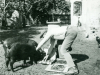 19550000 Ivan Generalic and pigs eating oil colours, Hlebine 1953, photo Milan Pavic (1)