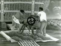 Josip Generalic, 1961, Runjenje kukuruza (Preparing the corn)ulje na staklu (oil on glass)
