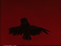 Ivan Generalic, 1975, Crna sova (Black owl), ulje na staklu (oil on glass)