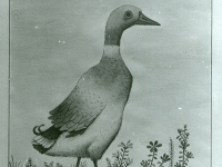 Josip Generalic, 1983, Patka (A duck), akvarel (watercolour)
