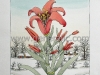 Josip Generalic, JG-L47-01(2), The lilly flower, water-coloured silkscreen, 52x37 cm 32x24 cm, 1997 - 500 eur