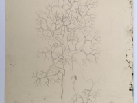 Josip Generalić, 1965, Drvo (A tree), olovka na papiru (pencil on paper), 37x26 cm – Cijena na upit (Price on request)