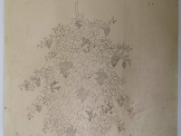 Josip Generalić, Grožđe (Grapes), olovka na papiru (pencil on paper), 50x41 cm – Cijena na upit (Price on request)